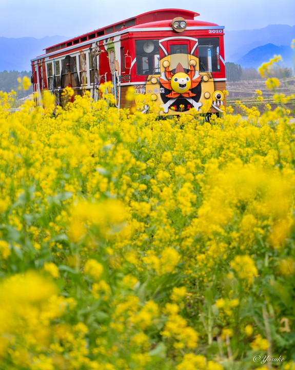 南阿蘇鉄道サニー号トレインと菜の花