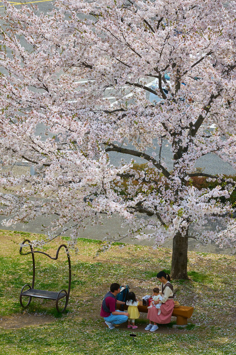 桜と過ごす昼下がり　上田城址公園
