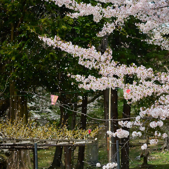 桜花舞う。上田城春盛り