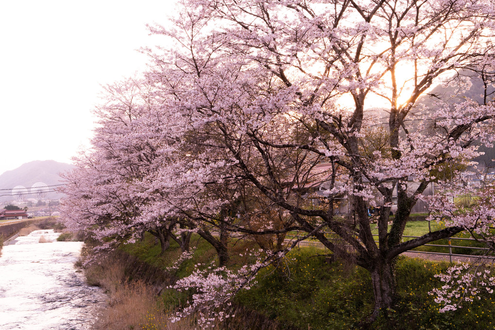 夕日の桜並木