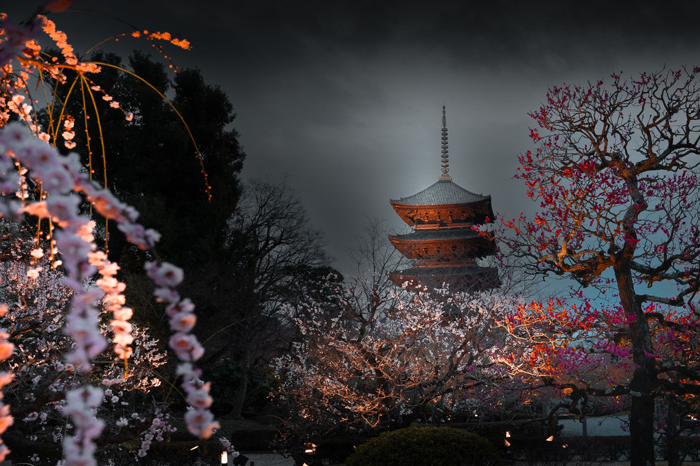 梅が咲く夜の東寺