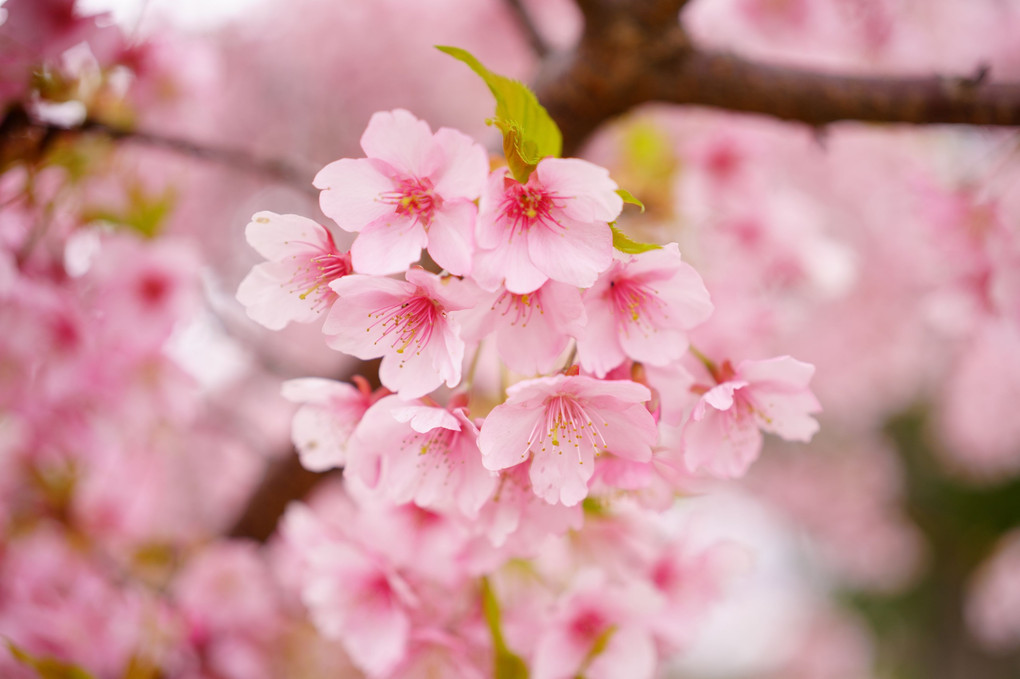 強風に耐え忍んで咲く河津桜