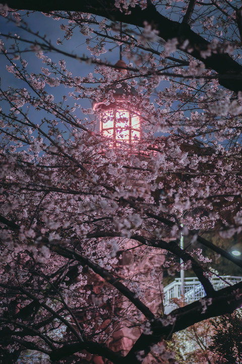 高燈籠（常燈明台）の桜吹雪