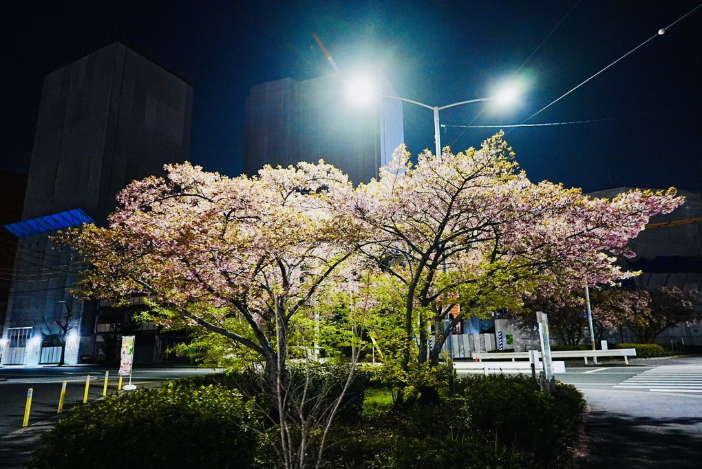 早咲きの夜桜