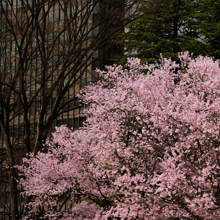 仙台の春