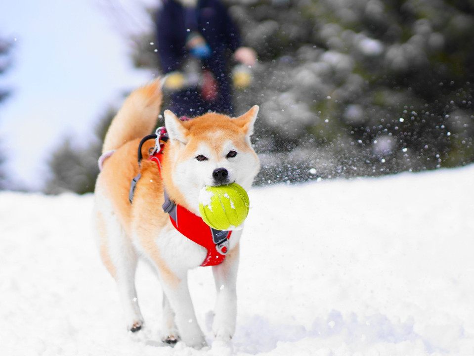 雪上のボール遊び