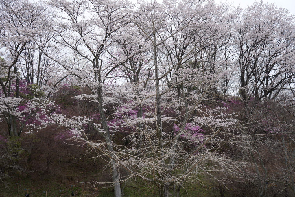 桜とツツジのコラボ