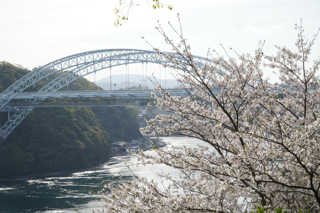 新西海橋…桜満開