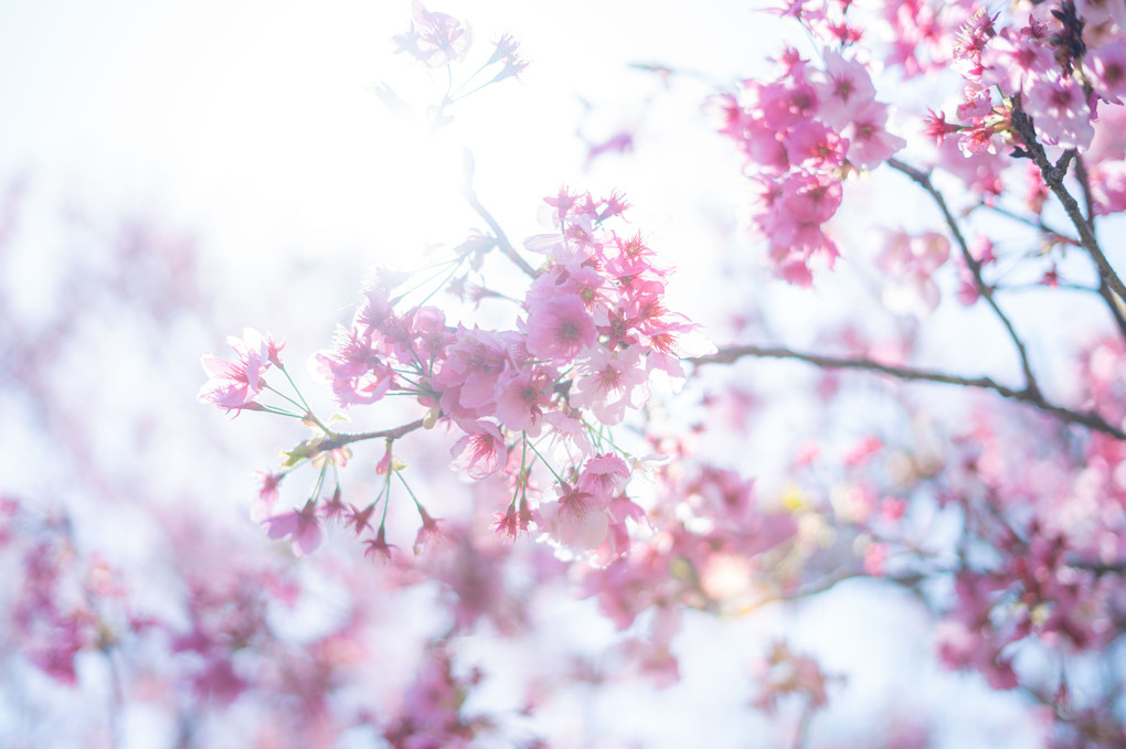 光り輝く桜