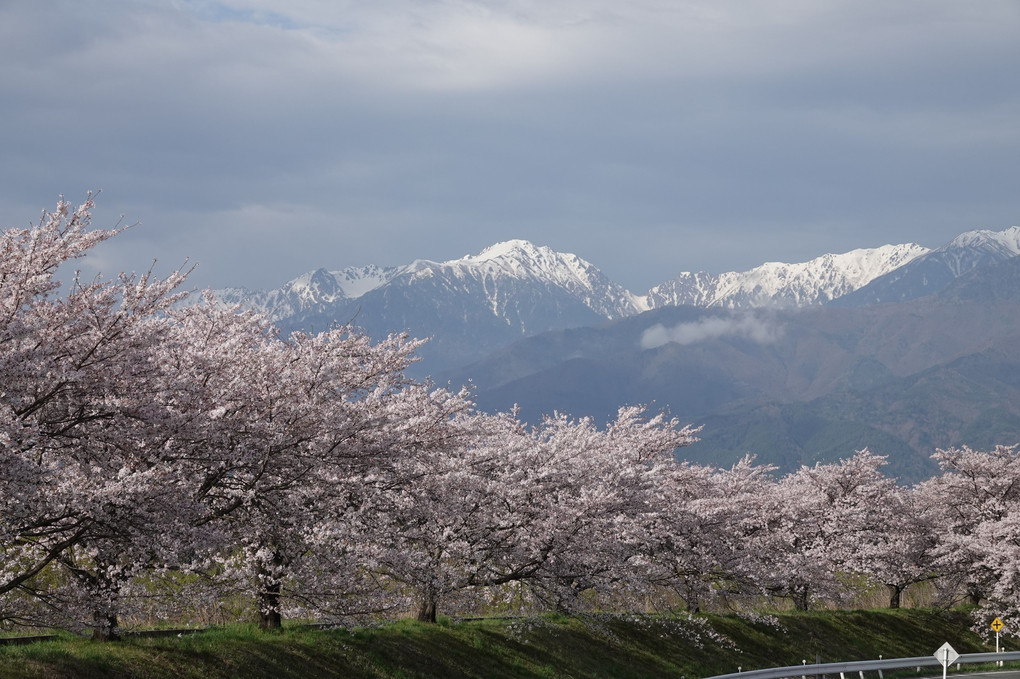 三峰川堤防桜並木