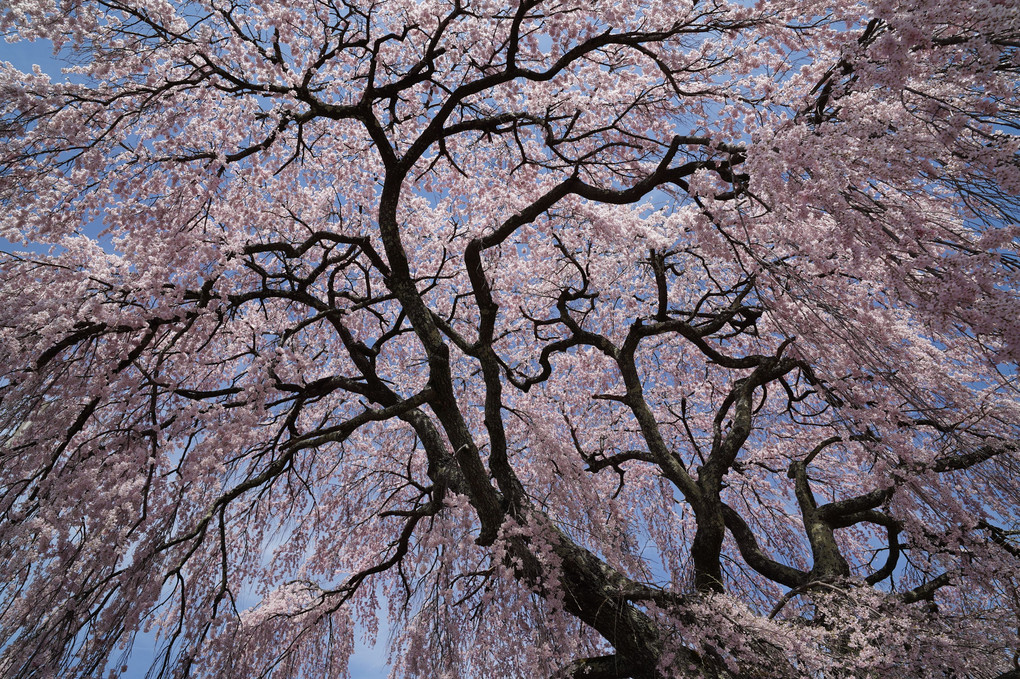 正随寺の枝垂れ一本桜