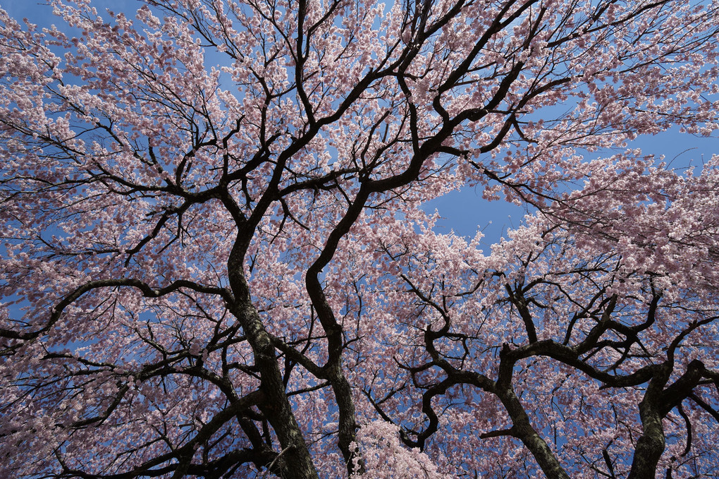 正随寺の枝垂れ一本桜