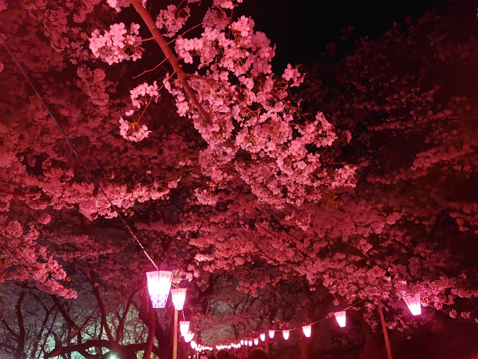 幻想的な夜桜