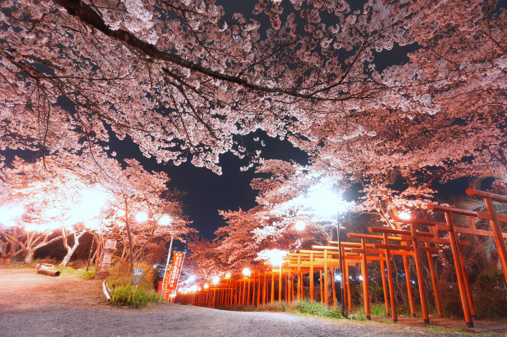 夜桜と連なる鳥居
