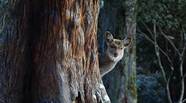 スペシャルコンテスト第3回