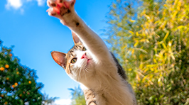 スペシャルコンテスト第7回