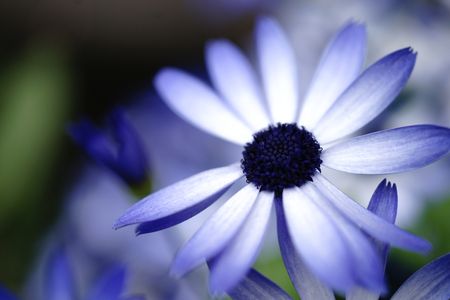 青い花（サンプル）