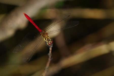 成熟した夏のマユタテアカネ。