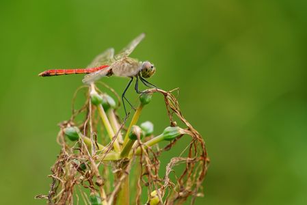 花が終わった彼岸花とアキアカネ。
