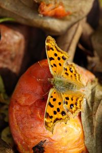 腐熟柿とキタテハ秋型Part2。