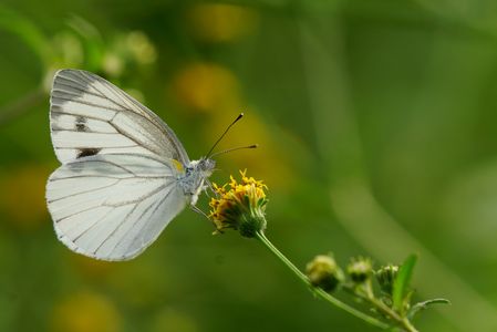 小栴檀草とスジグロシロチョウ。