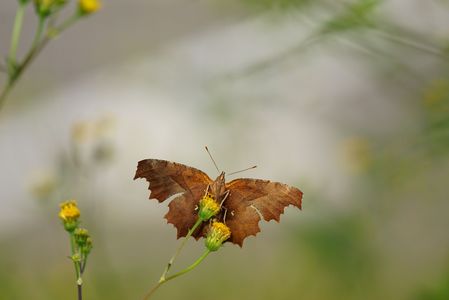 小栴檀草とキタテハ秋型Part1・Ⅲ