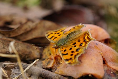 腐熟柿とキタテハ秋型Part6。