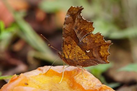 腐熟柿とキタテハ秋型Part7。