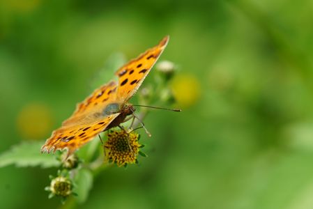 小栴檀草とキタテハ秋型Part2・Ⅰ。