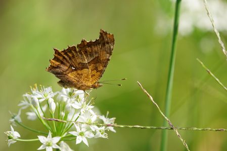 道端のキタテハ秋型。