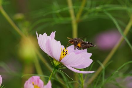 道端のコスモスにて（ホシヒメホウジャク初登場）。
