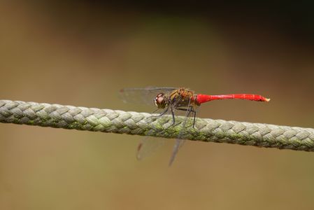 鮮やかな茜色（マユタテアカネ♂）。