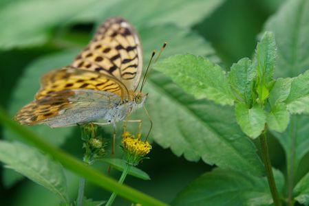 オオウラギンスジヒョウモン♀初登場。