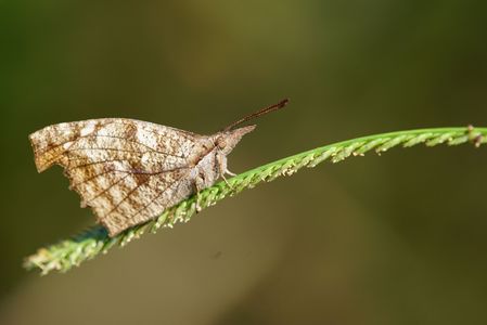 秋の天狗蝶2025。