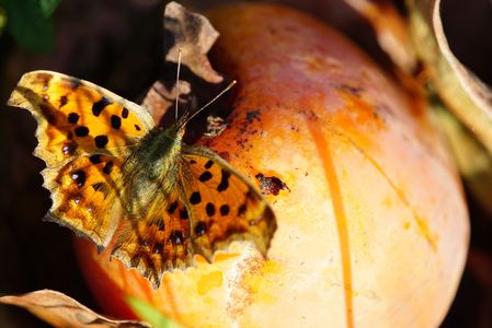 腐熟柿とキタテハ秋型Part5。