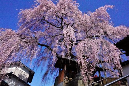 お寺の枝垂れ桜