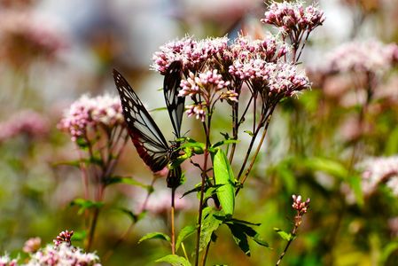 カマキリに食べられたアサギマダラ