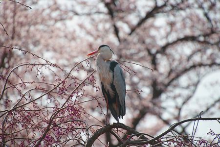 花見