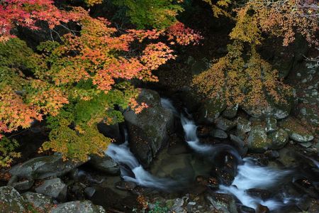 紅葉保殿七滝25-28（愛知）