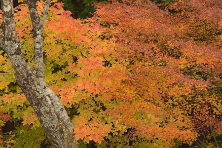 紅葉額田25-69（愛知）
