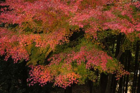 紅葉額田25-48（愛知）