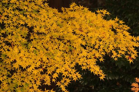 紅葉額田25-54（愛知）