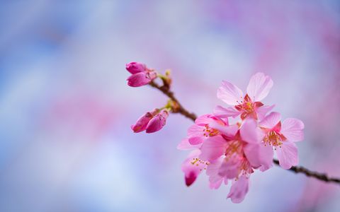 おかめ桜・蕾と花＠マクロレンズで接写