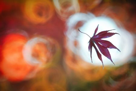 「ひとひらの旅路」川口安行・小林もみじ園