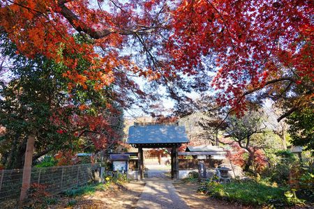 「紅葉舞う参道、静寂の寺」川口安行・興禅院