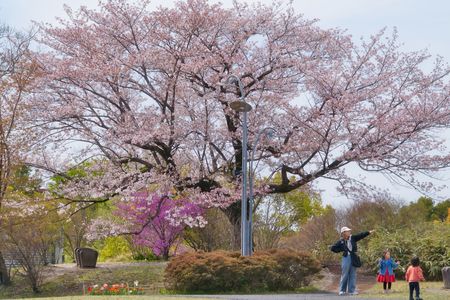 「娘よ大志を抱け？」桜風景＠昭和記念公園