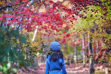 「色づく紅葉・そっと佇む」小林もみじ園/川口安行