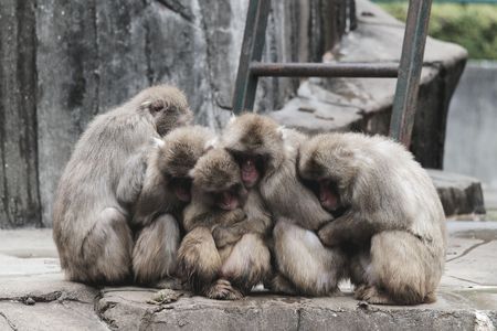 さるだんご