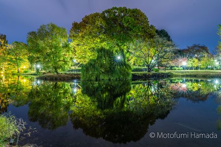 札幌中島公園のライトアップ