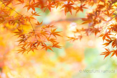 紅葉前線市街地に降臨です